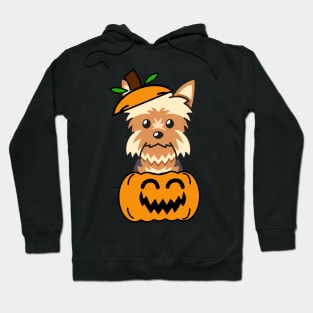 Funny yorkshire terrier is in a pumpkin Hoodie